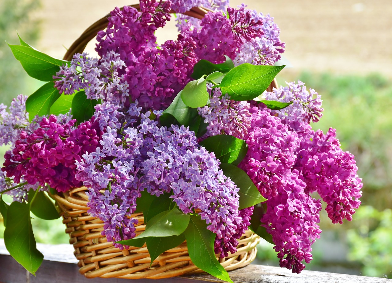 Ah essa Lavanda…